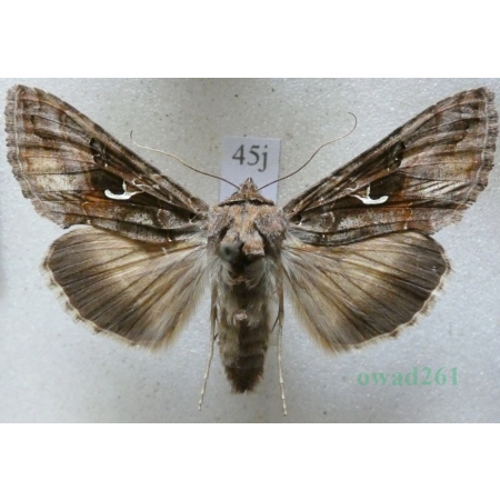 Autographa gamma (Linnaeus, 1758) Błyszczka jarzynówka Czech45j